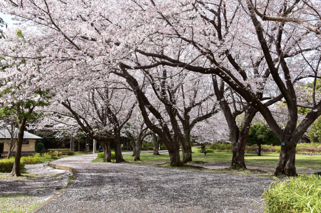 大庭城址公園